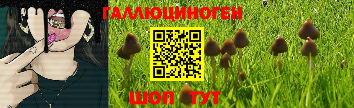 Прокопьевск  купить   Вход с VPN  Псилоцибиновые грибы Cubensis  Галлюциногенные грибы Psilocybe 